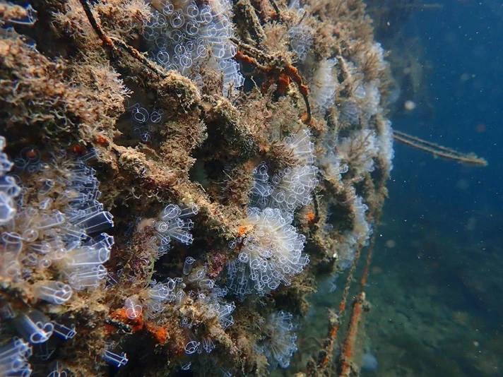 Ocean Ecostructures: Biomimetic Regeneration Structures for Marine Biodiversity Renaturalization