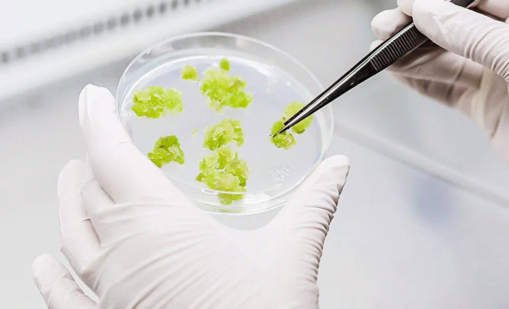 Alternative Plants: Plant Stem Cell Ingredients for Sustainable Cosmetics