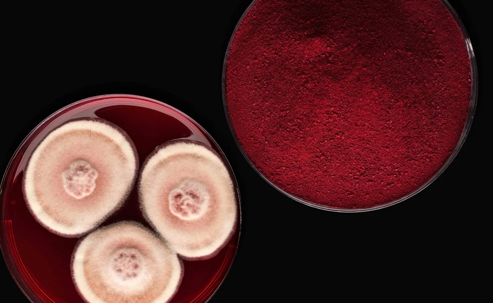 Chromologics: Precision Fermentation for Sustainable Colour Production